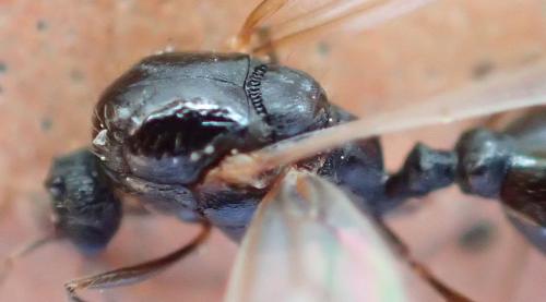 Réf. 191 855 : Tetramorium sp.
